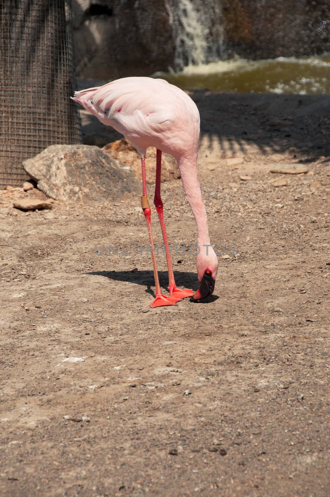 One pink flamingo eating near the water