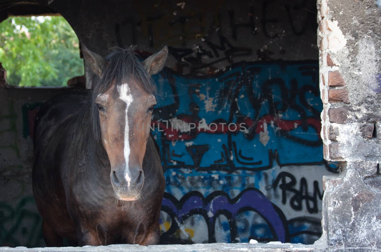 horse hiding from the sun in abandoned building