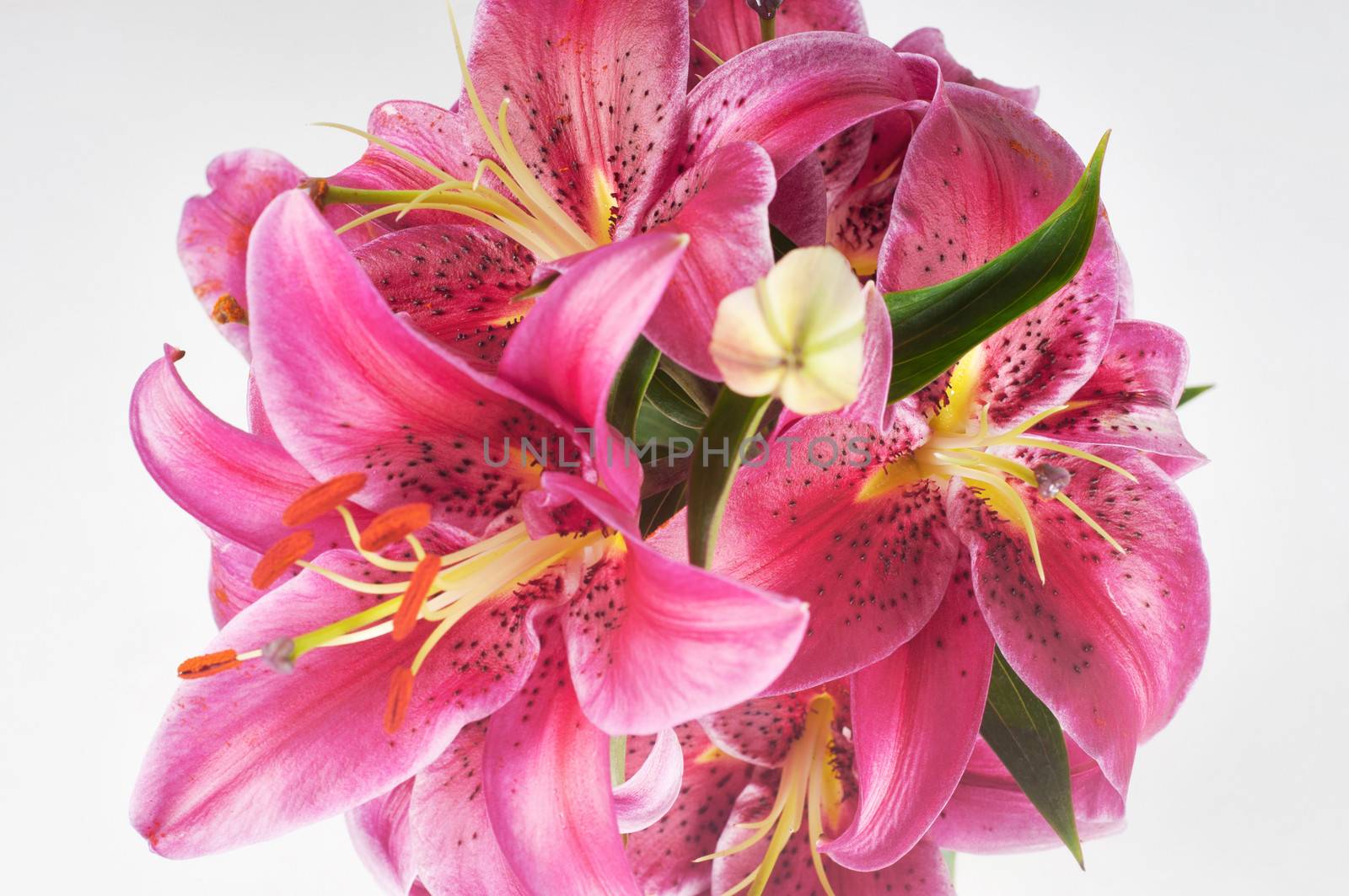 Studio shoot of purple lily in vase