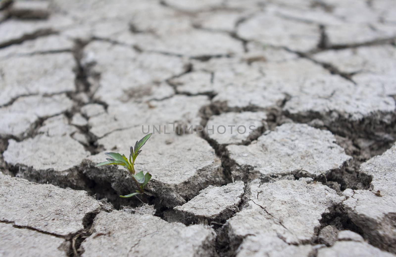 growing flower in a cracked earth