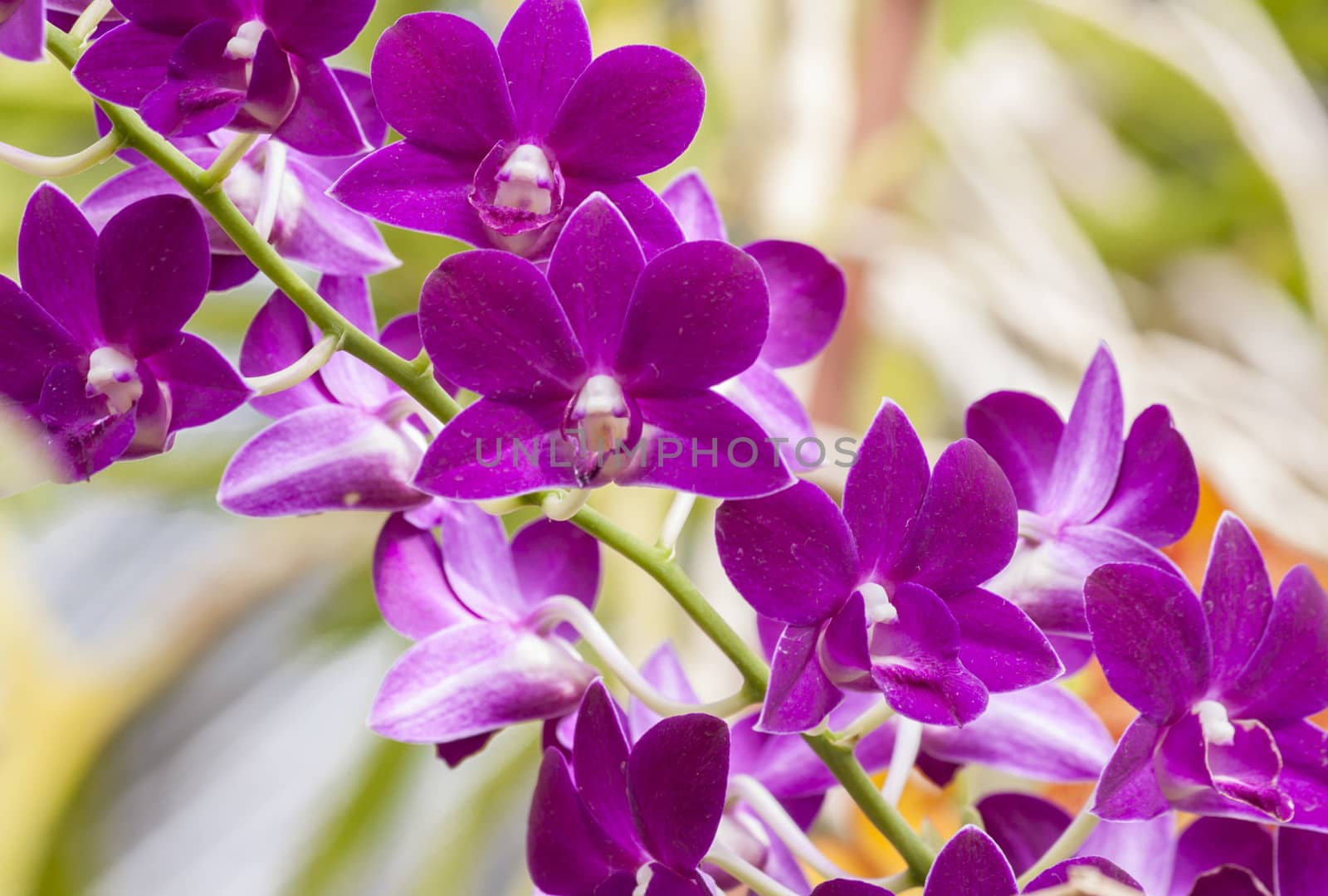purple orchid by ivto