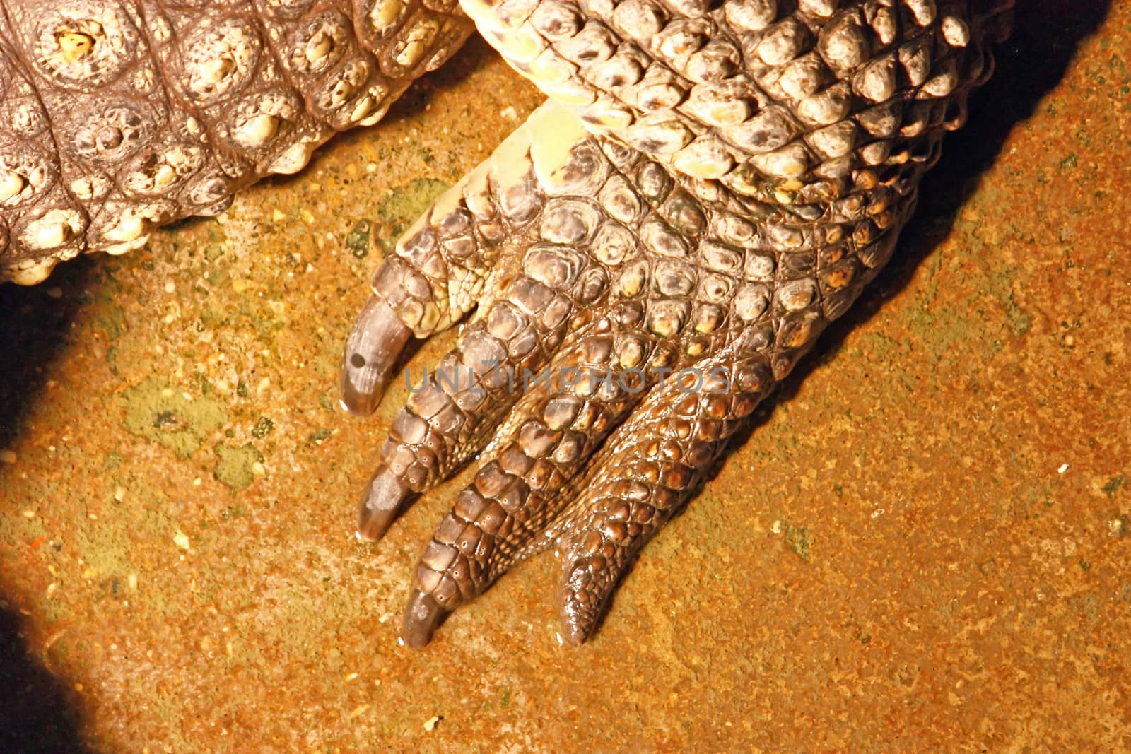 Leg of the Nile crocodile