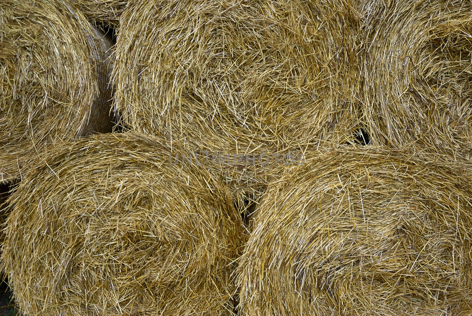 Stack of hay straw roll bales in the field after a summer harvest