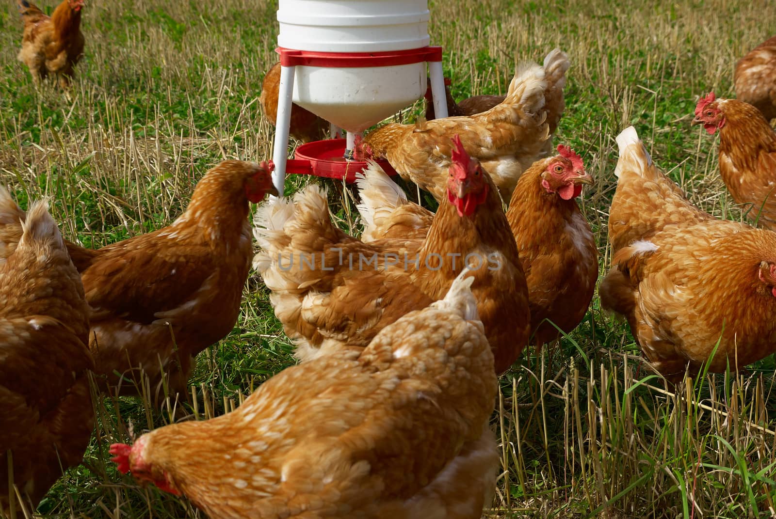 Free range organic chickens poultry in a country farm