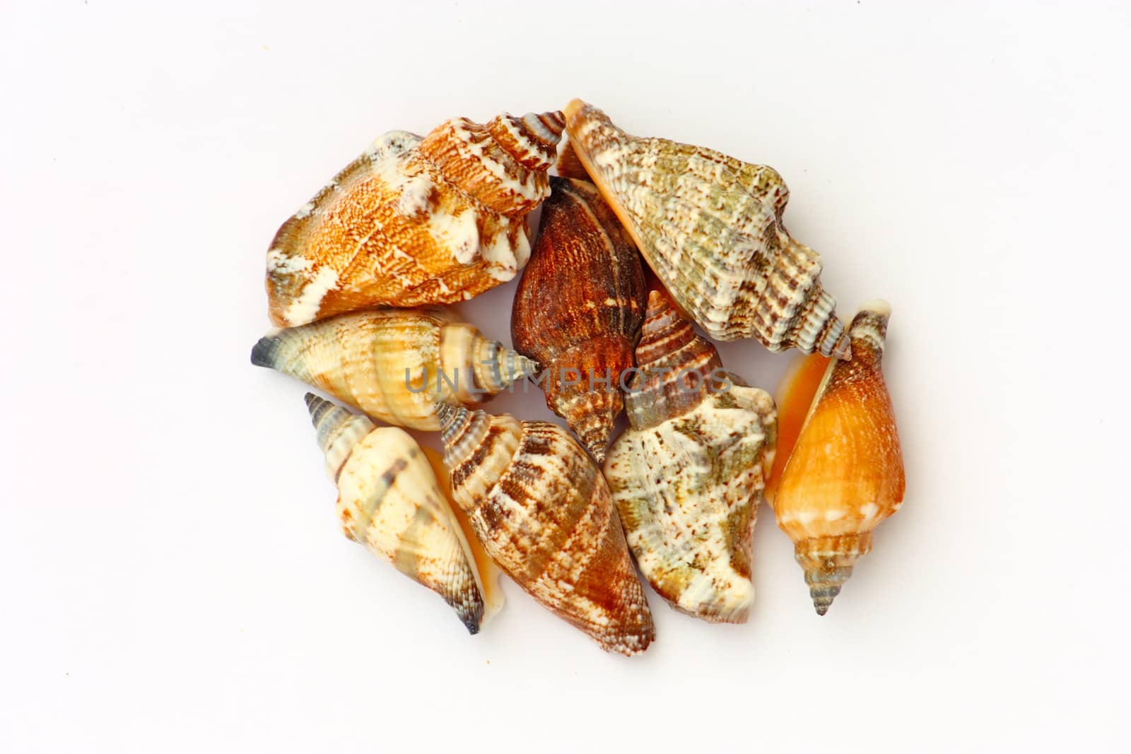 Heap of seashells isolated on white
