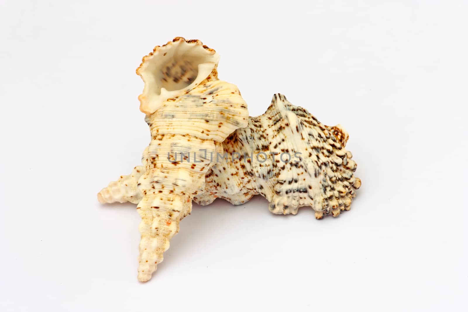 Two seashells isolated on a white