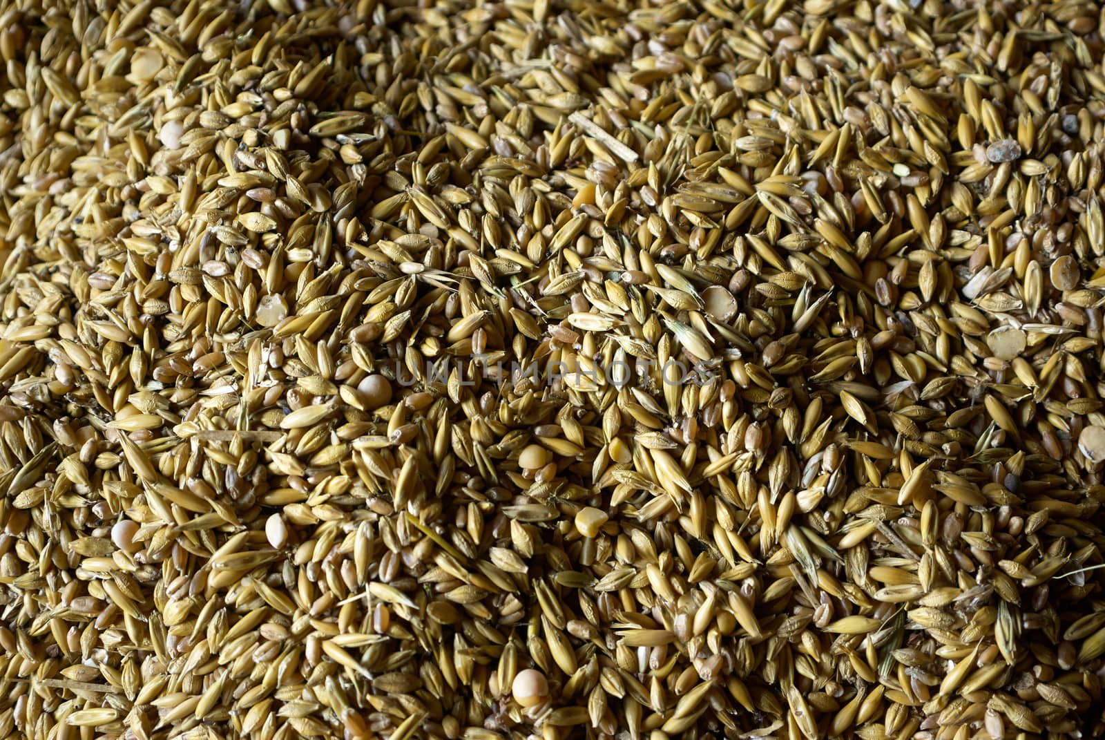  Grains of wheat in closeup view perfect agriculture texture image           