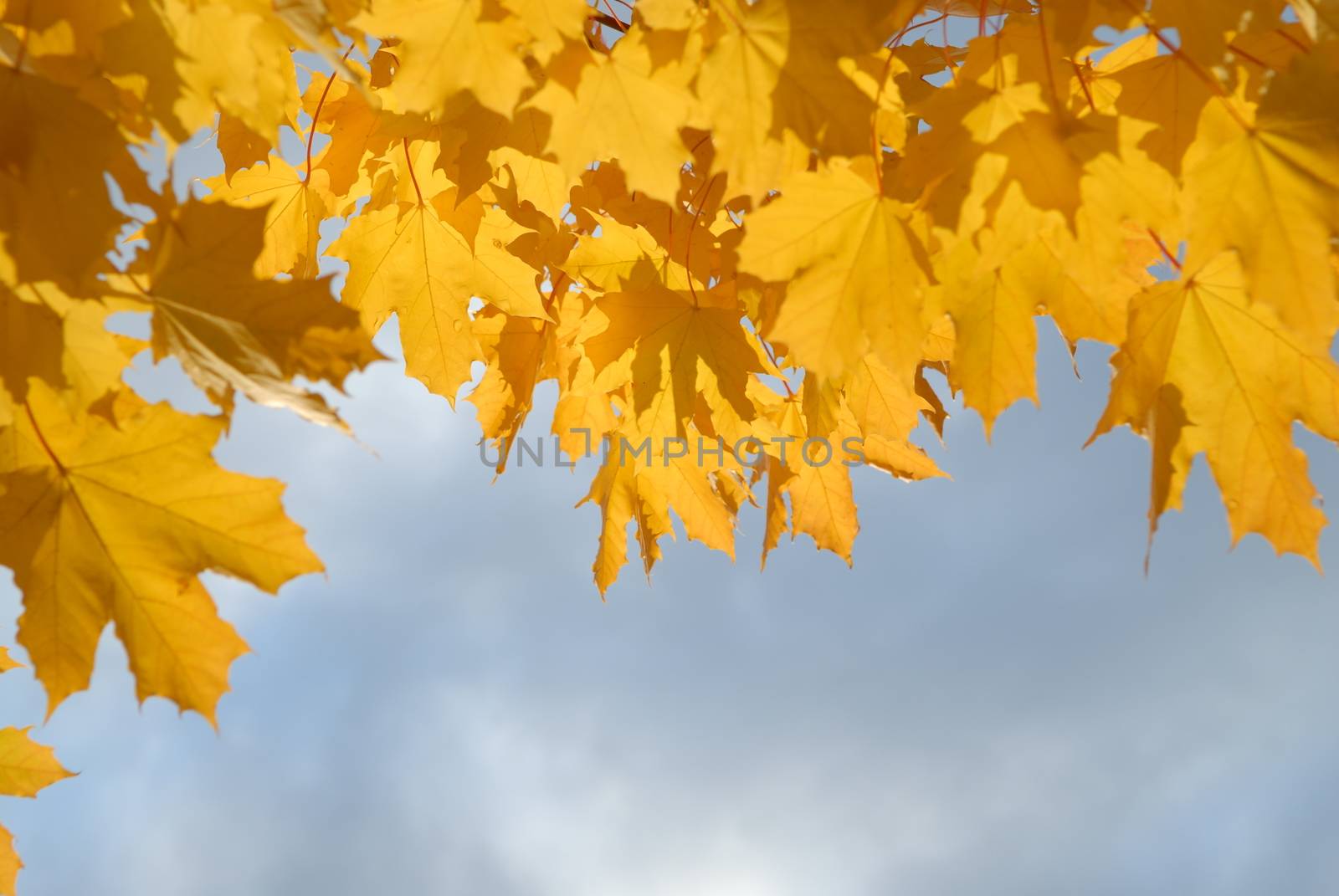 Scandinavian Lifestyle - Yellow autumn maple leaves by Bildehagen