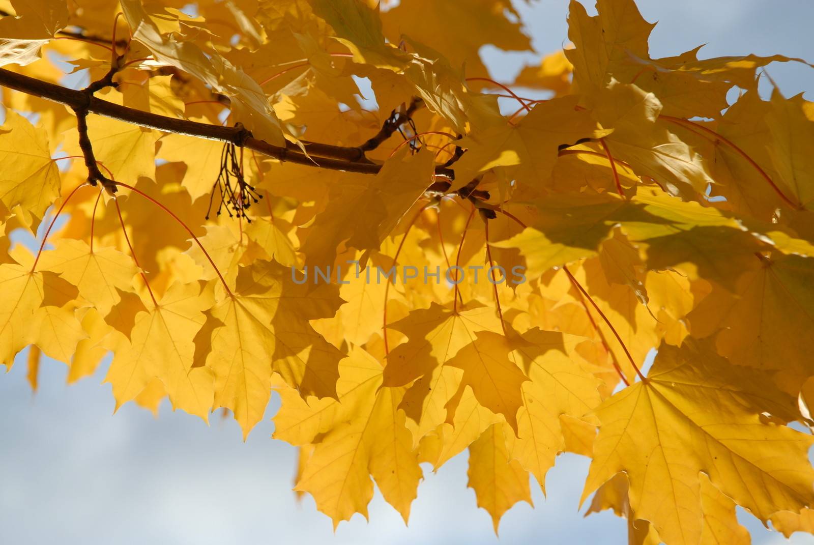 Yellow leaves