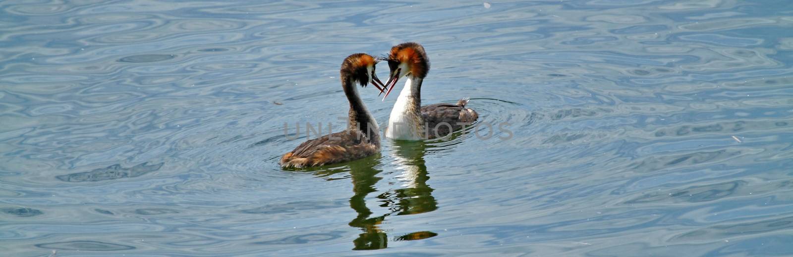 Great Crested Grebe and lake