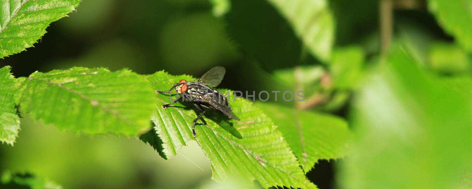 Fly insect and plants