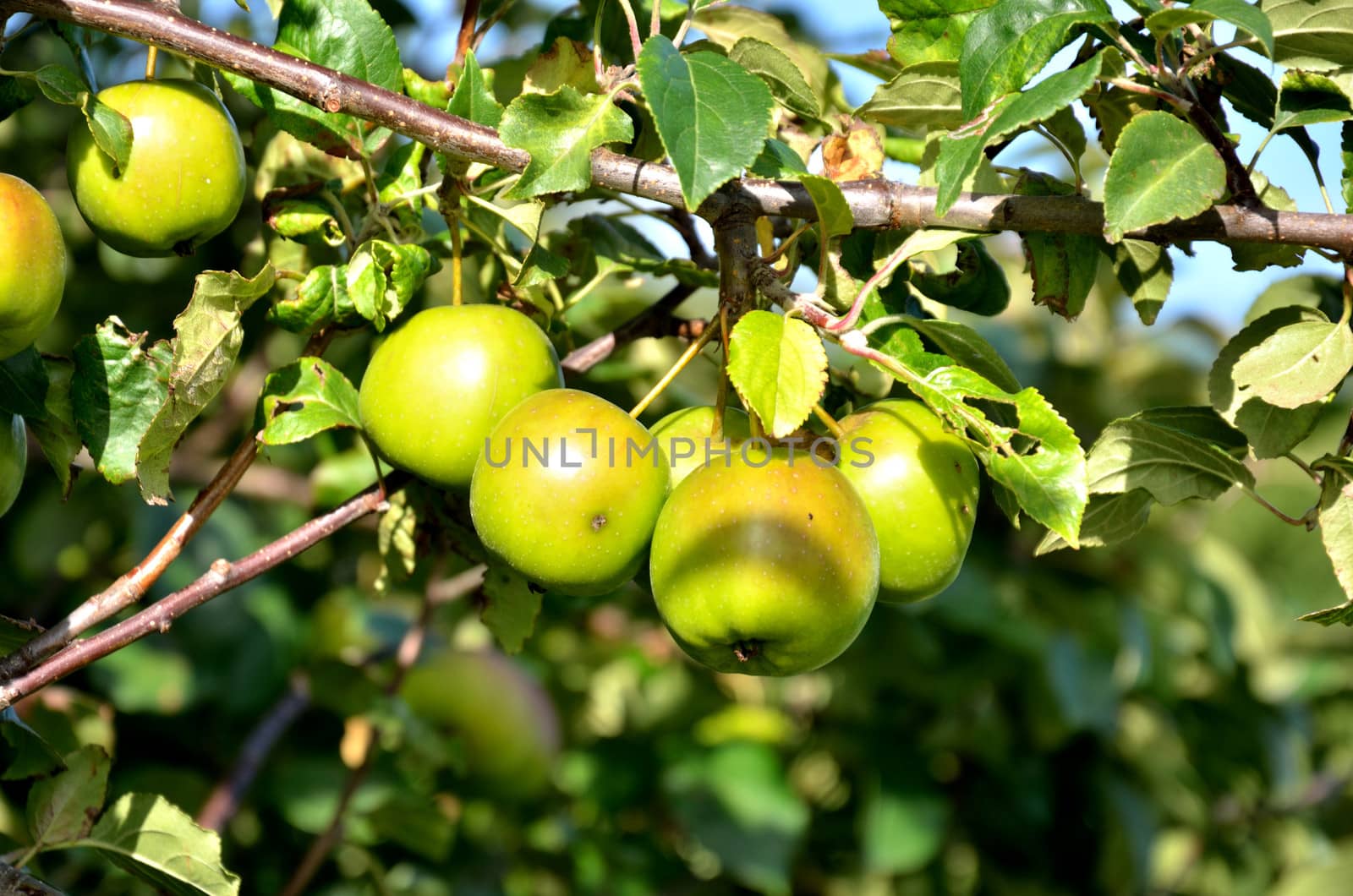 Branch of apples by pauws99