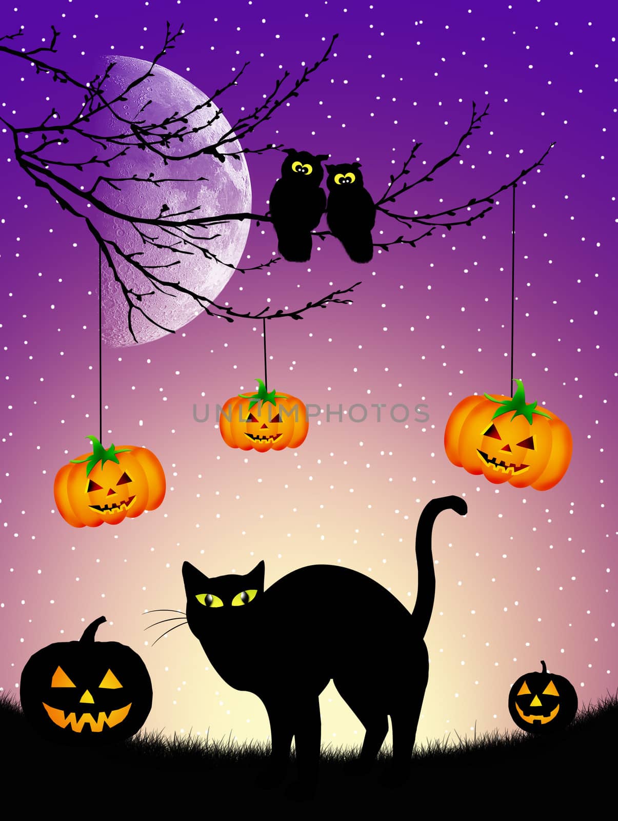 Black cat on Halloween