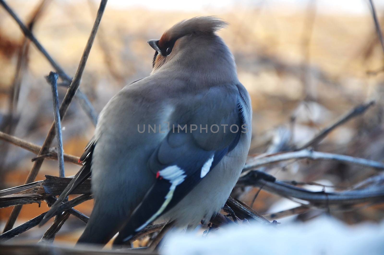 Bird on a branch in winter