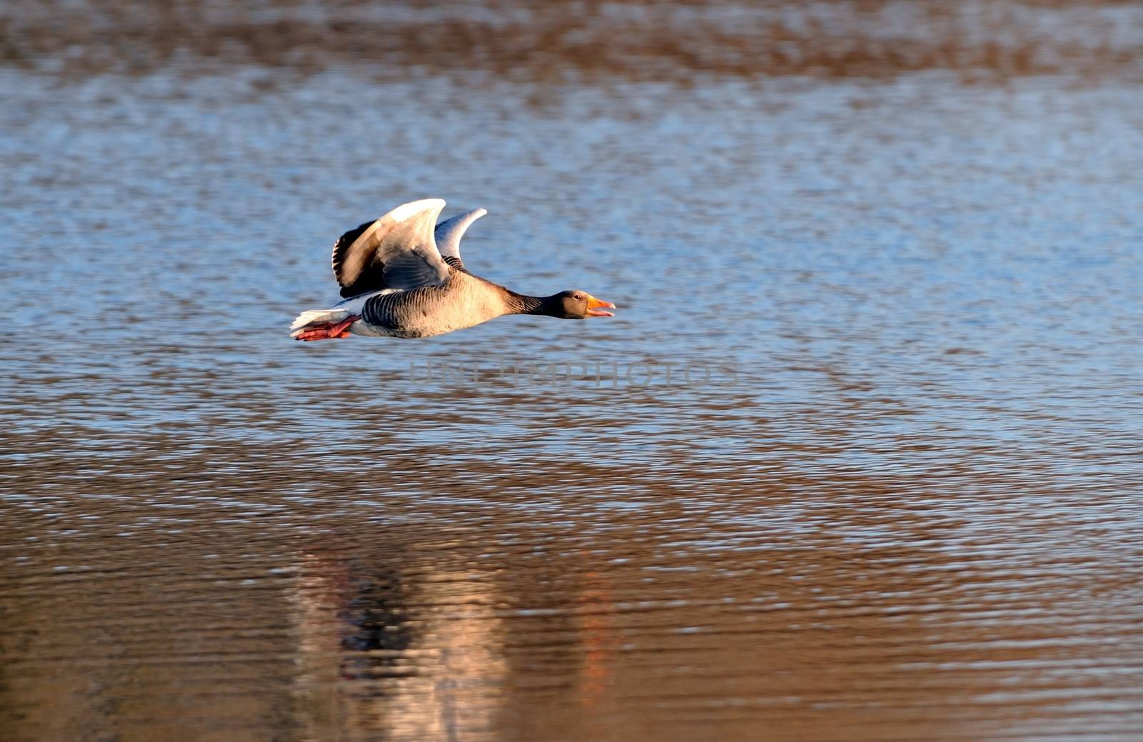 Gray goose in flight over a lake