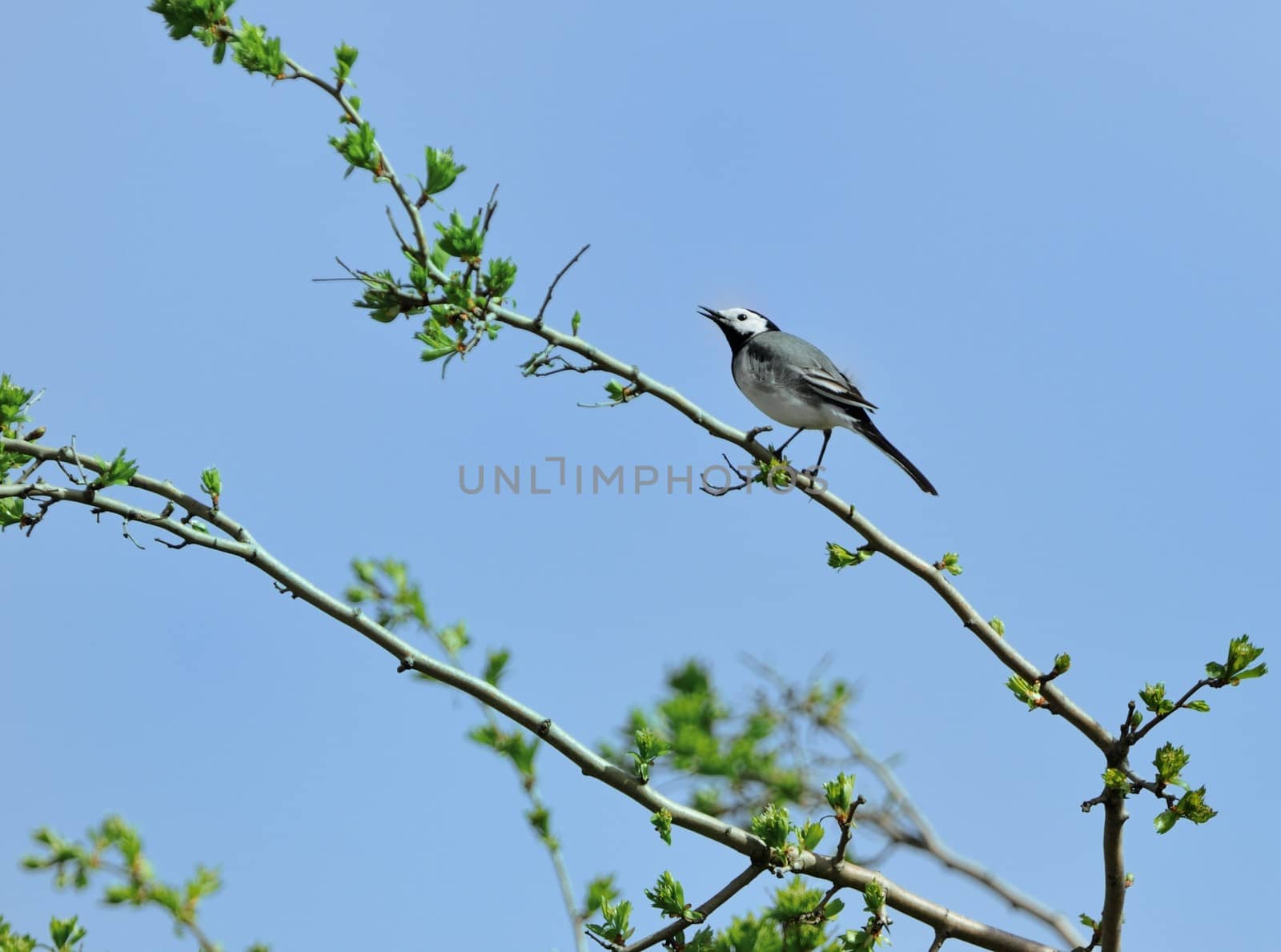 wagtail - Motacilla alba