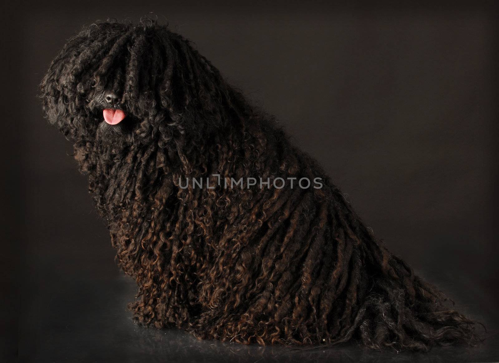 corded puli sitting looking at viewer on black background