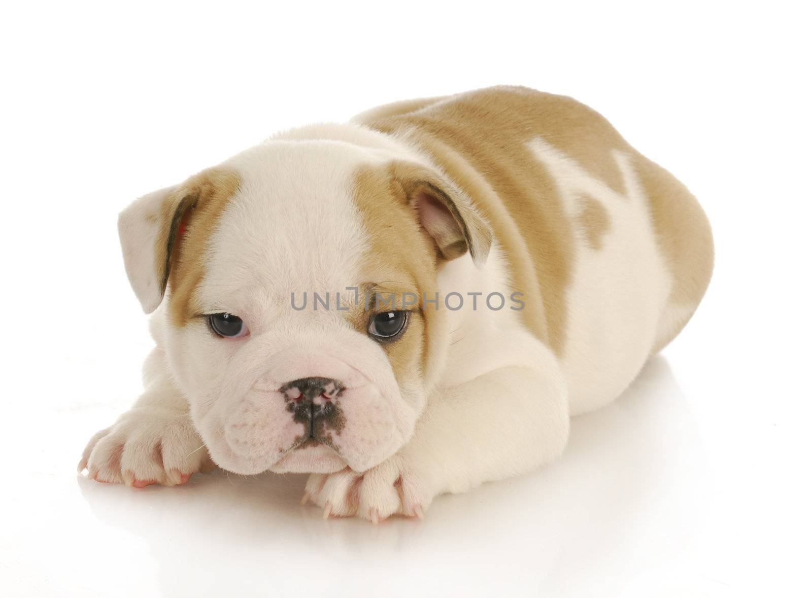english bulldog puppy laying down on white background - six weeks old