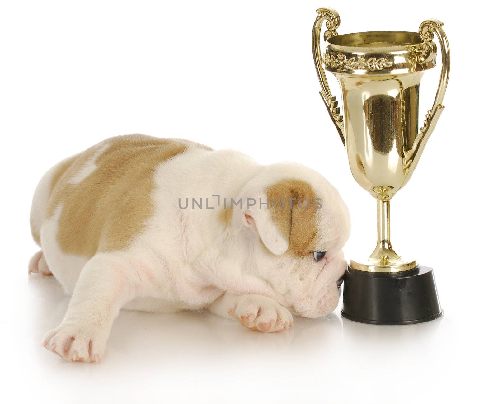 english bulldog puppy laying beside trophy with reflection on white background