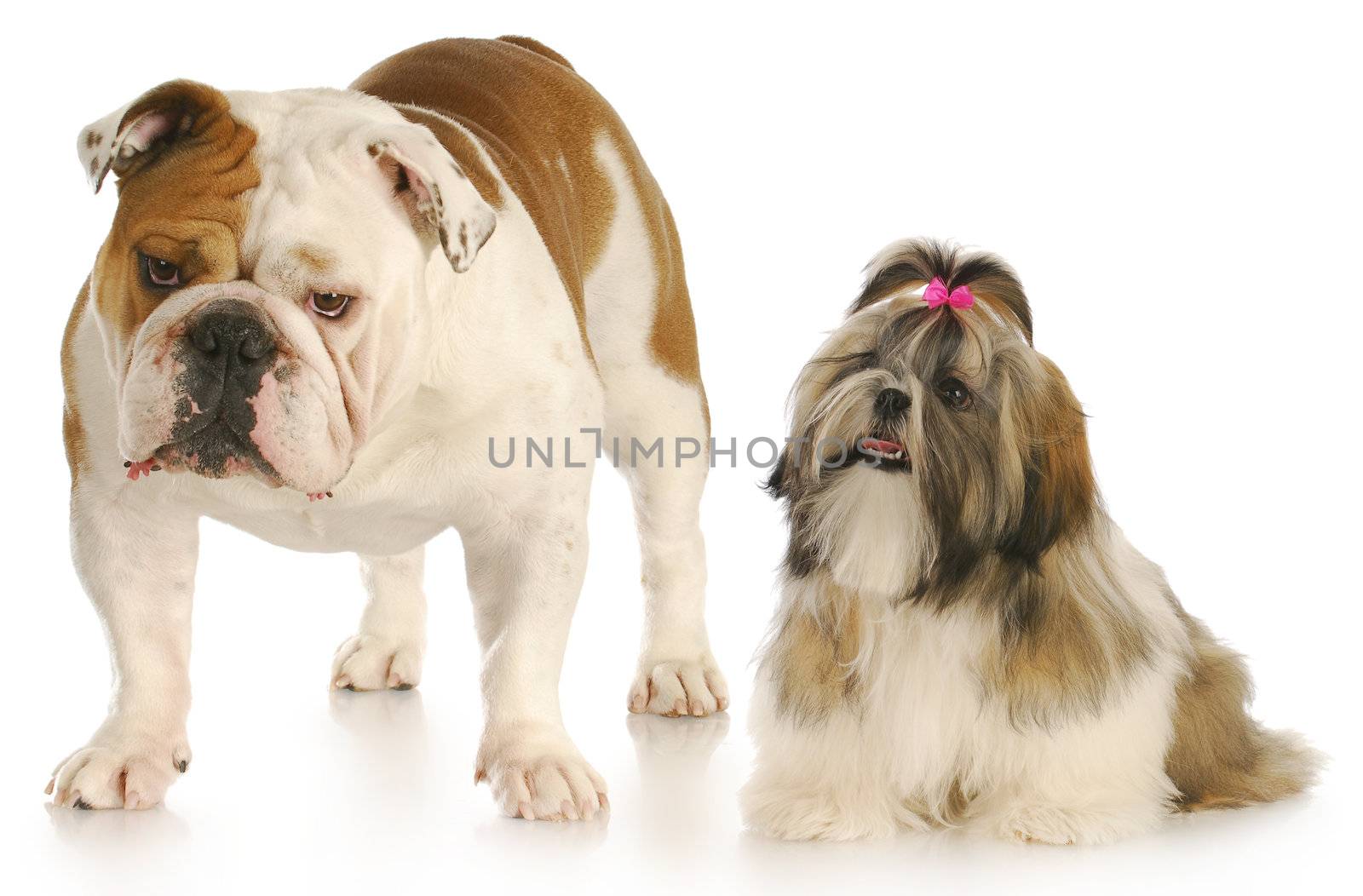 shih looking up to smug looking english bulldog with reflection on white background