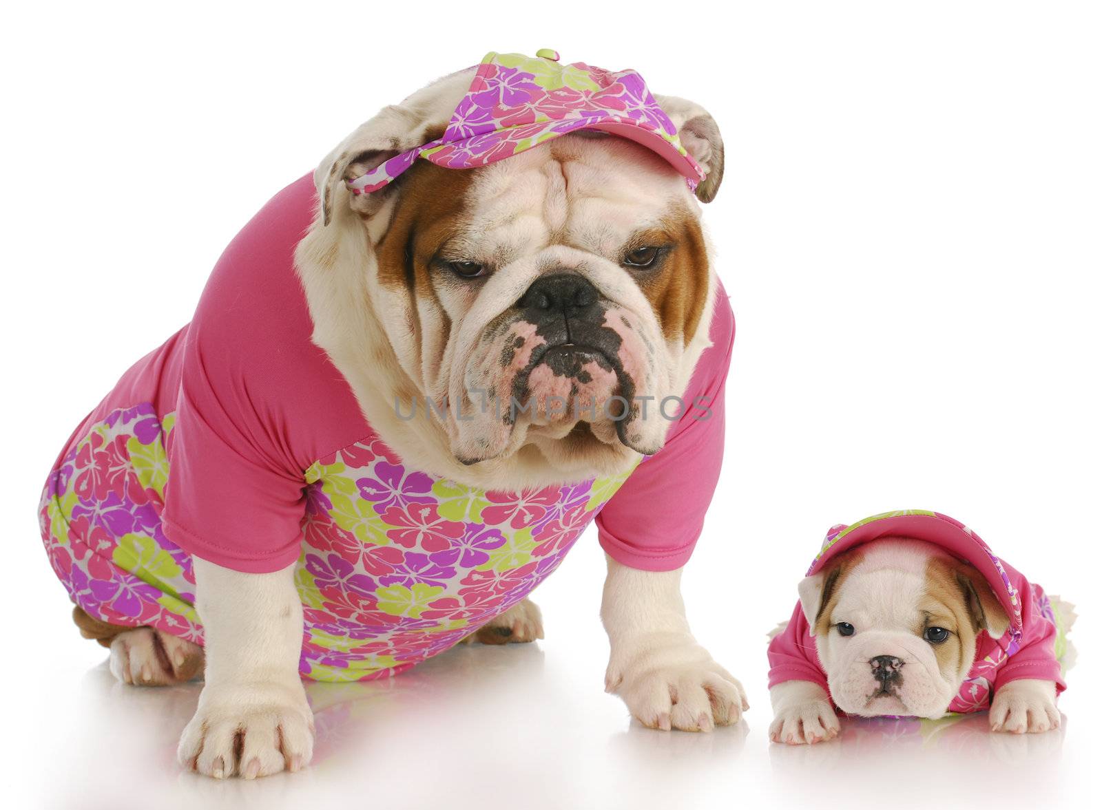 english bulldog mother and puppy wearing matching pink outfits on white background