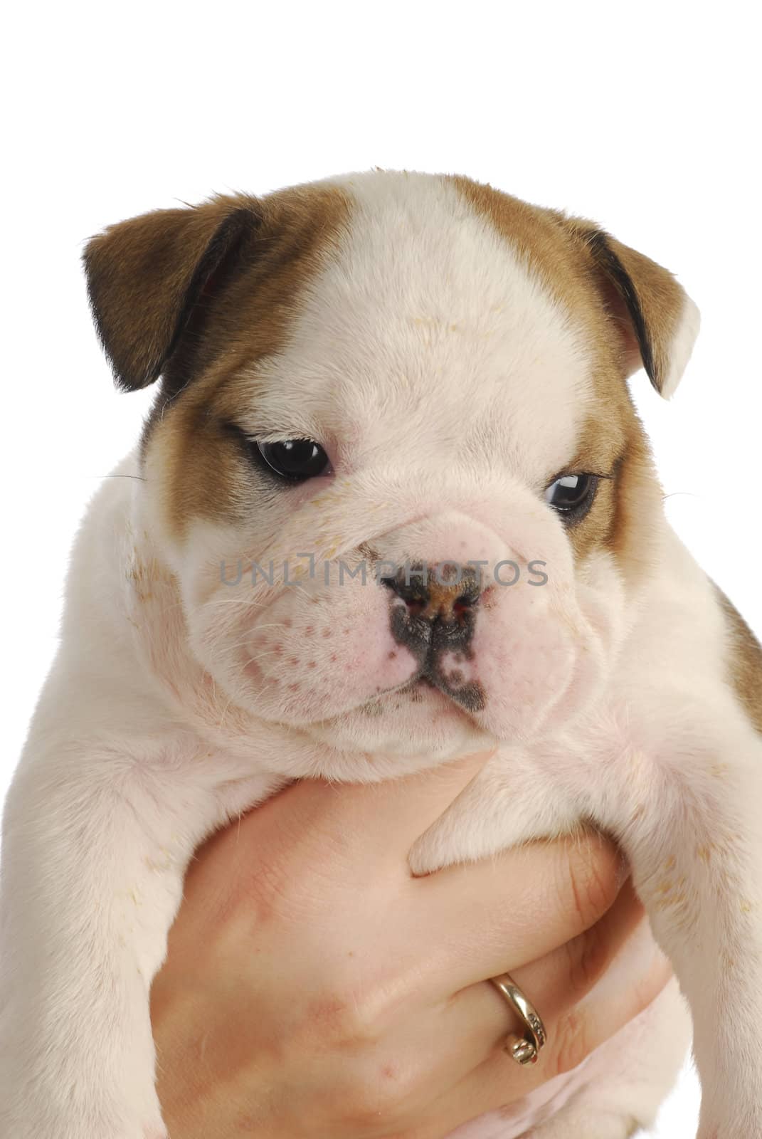 english bulldog puppy - five weeks old - on white background