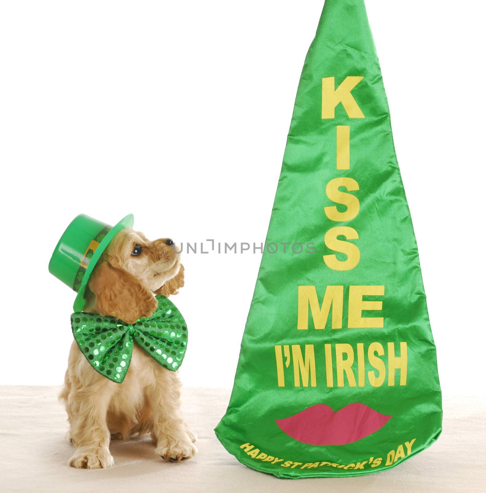 St. Patrick's Day dog by willeecole123