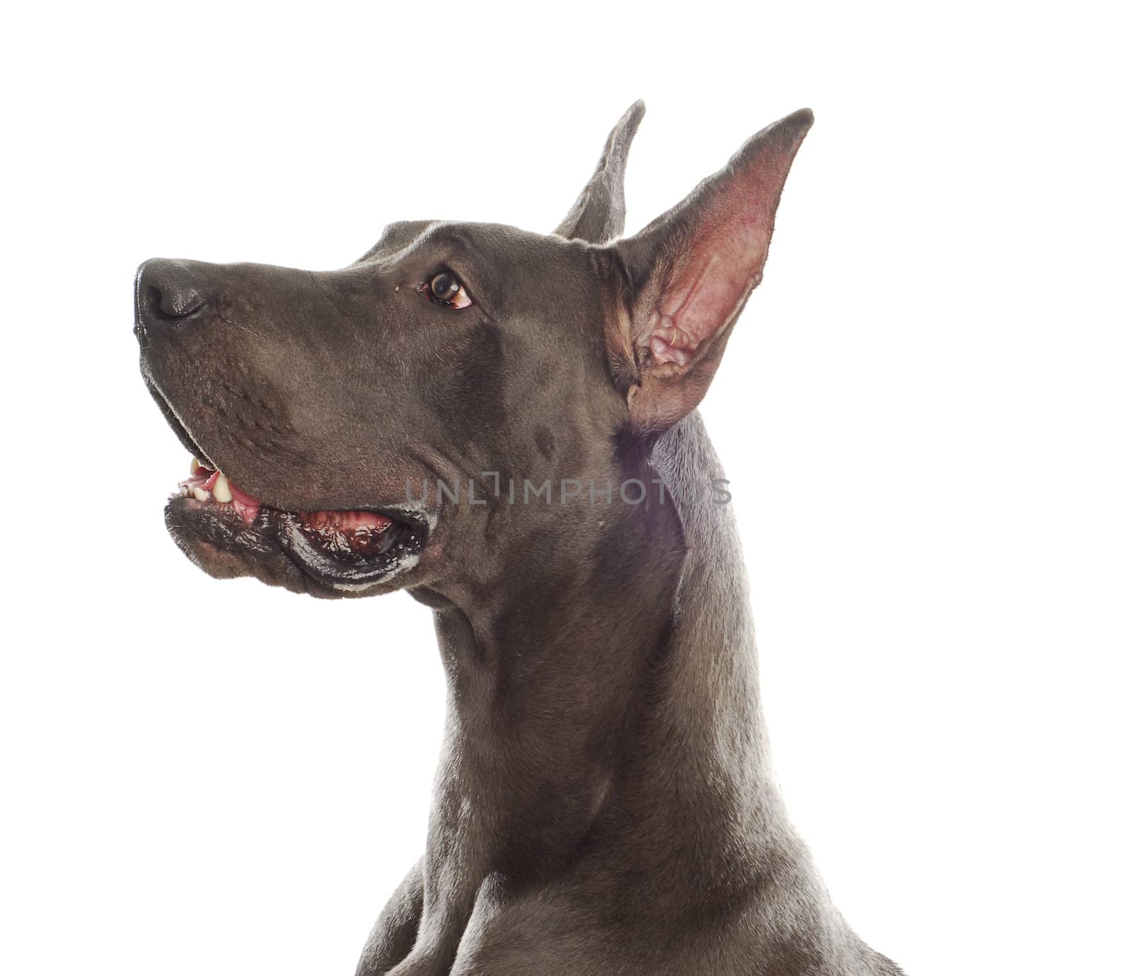 great dane head profile with ears cropped on white background