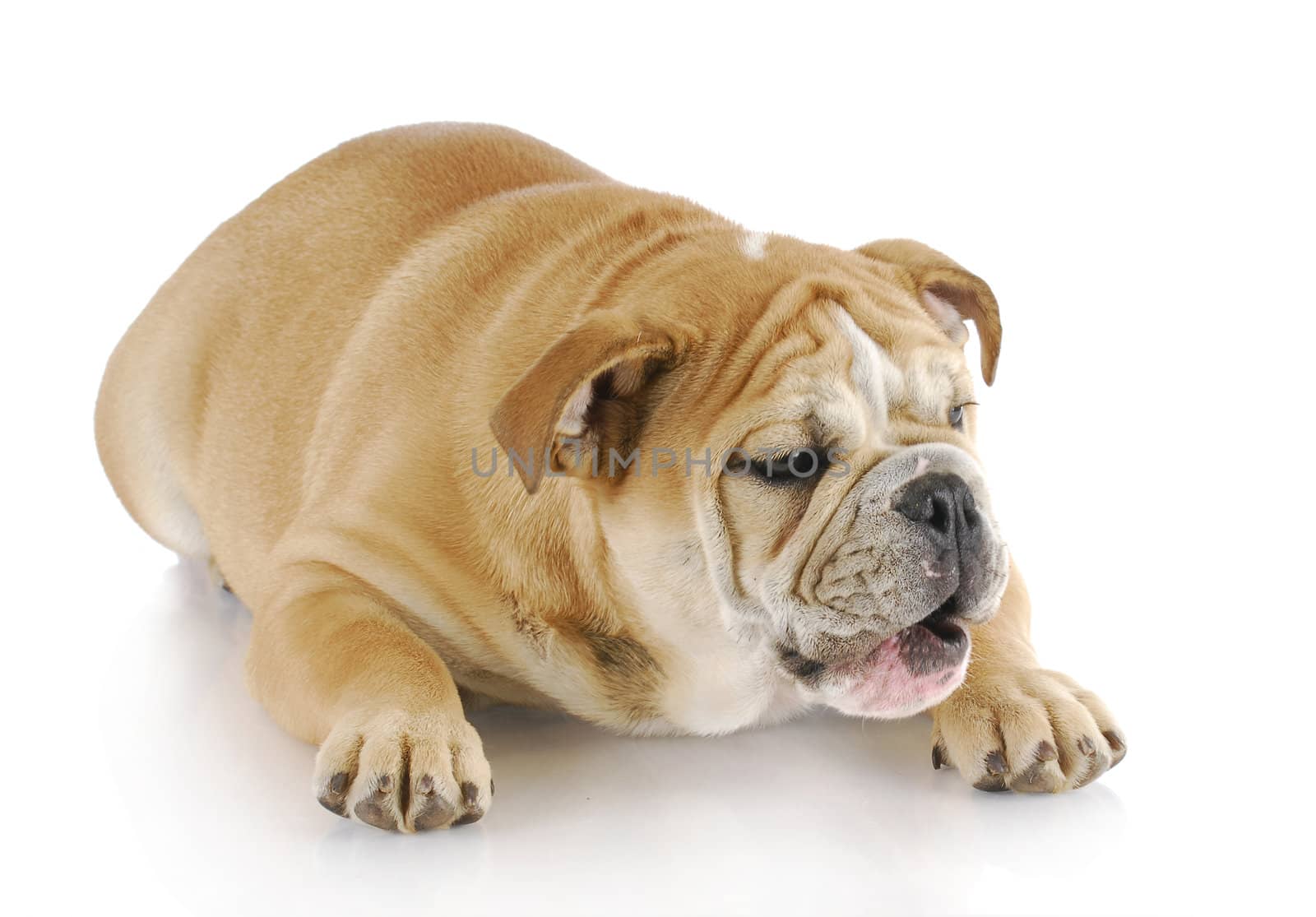 english bulldog laying down with mouth open on white background