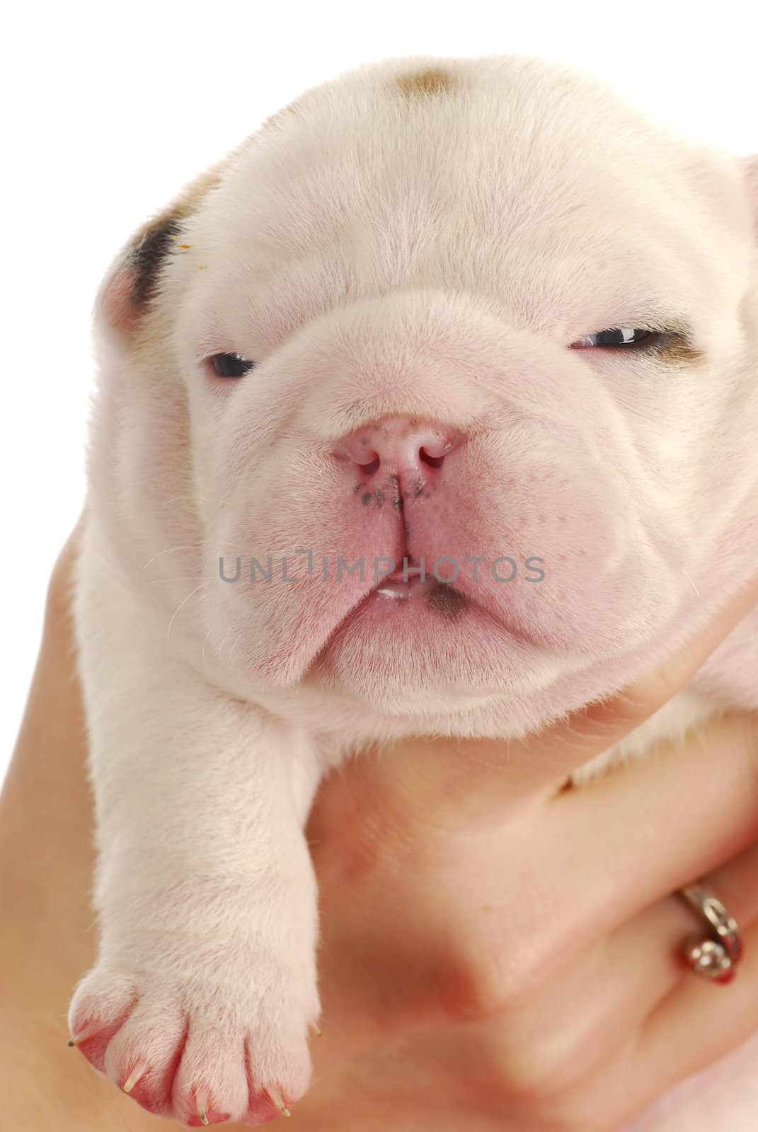 newborn puppy - hands holding on to two week old bulldog puppy