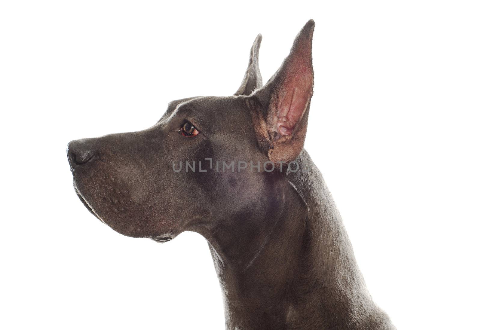 great dane head profile with ears cropped on white background