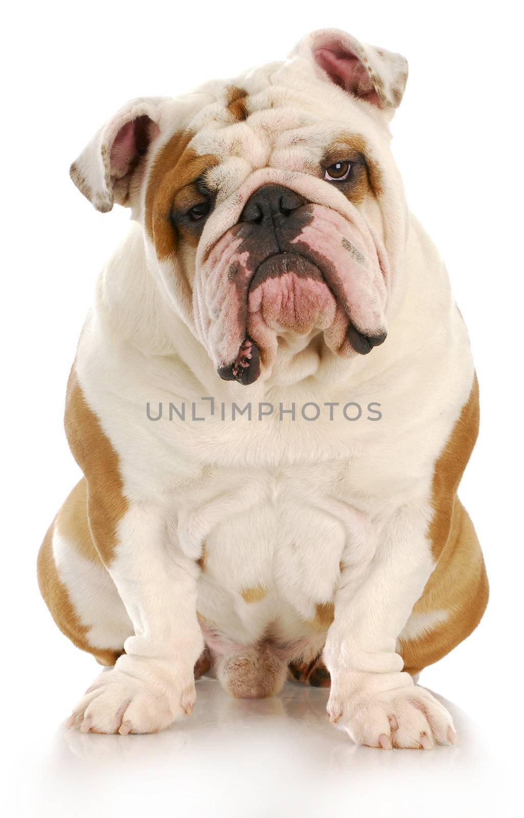 english bulldog sitting looking at viewer with reflection on white background