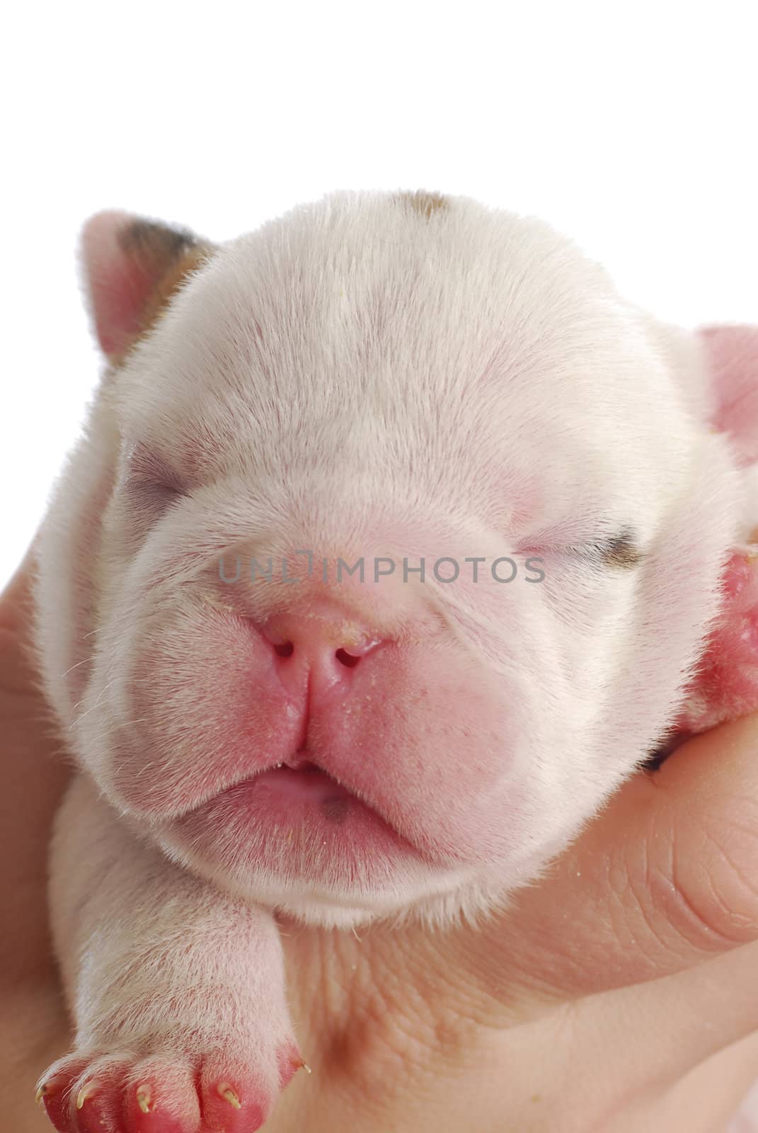 one week old puppy by willeecole123