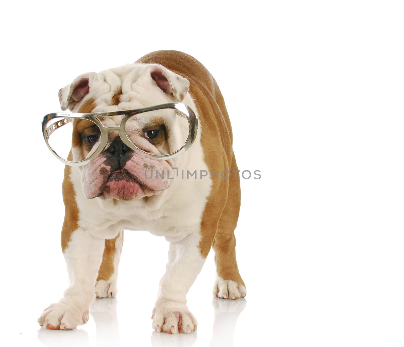english bulldog wearing large glasses with reflection on white background