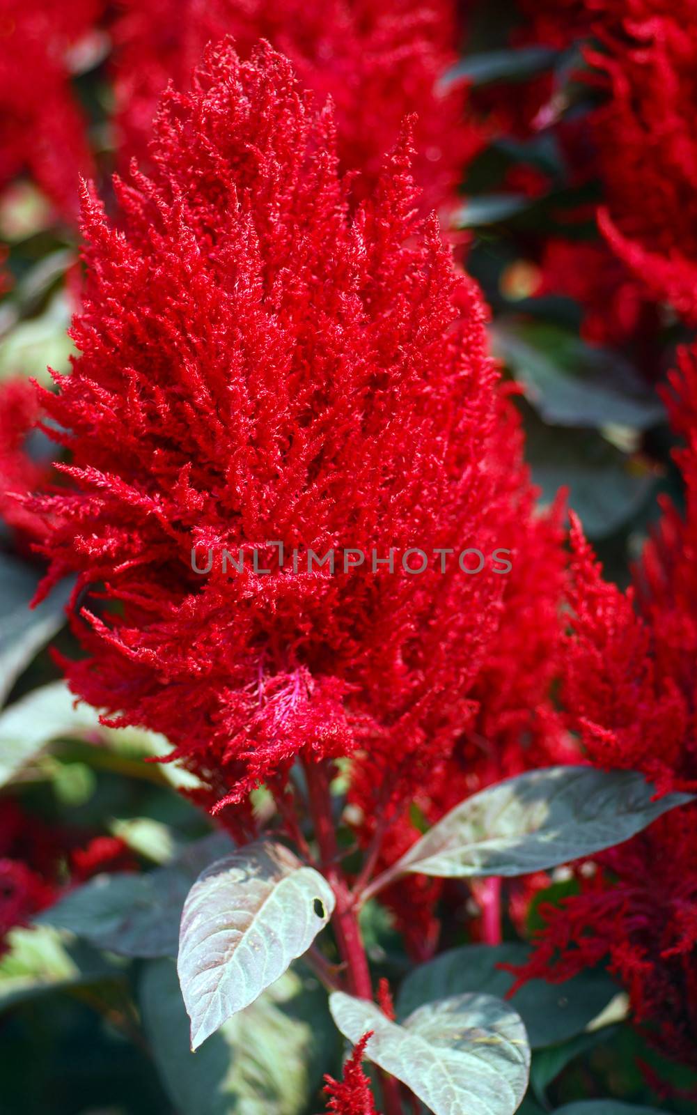 red amaranth Celosia flower in bloom in early spring