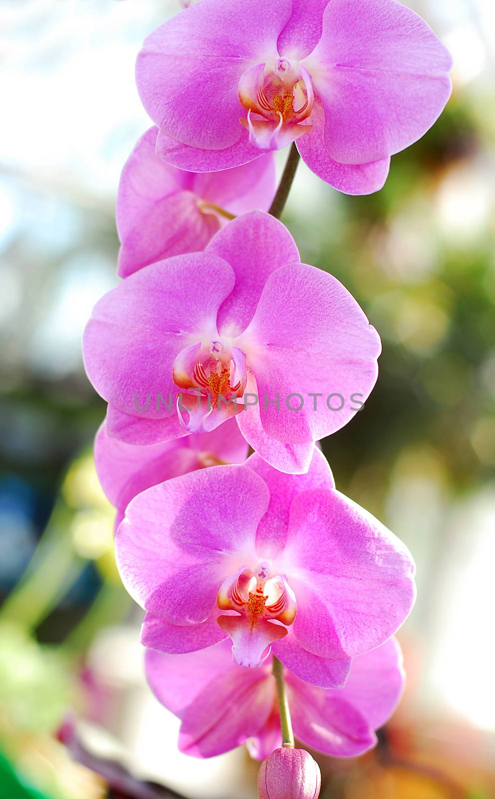 Phalaenopsis Pink white orchid flower by nikonite
