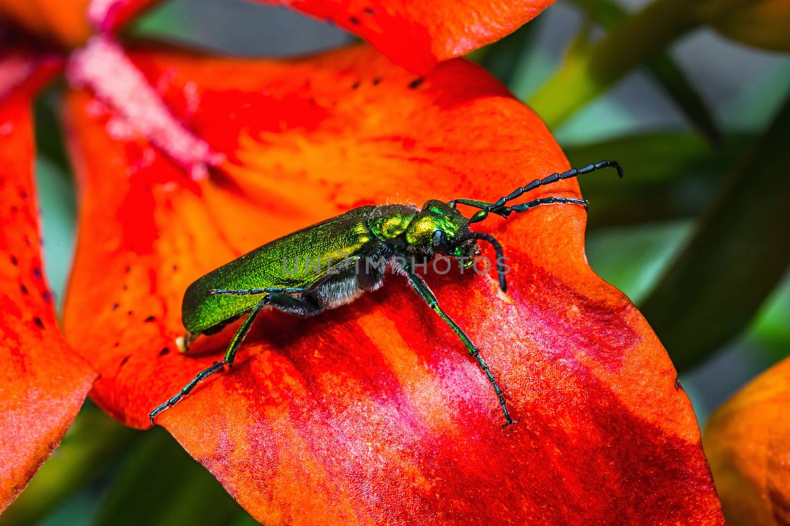 cantharis lytta vesicatoria, green beetle on a flower