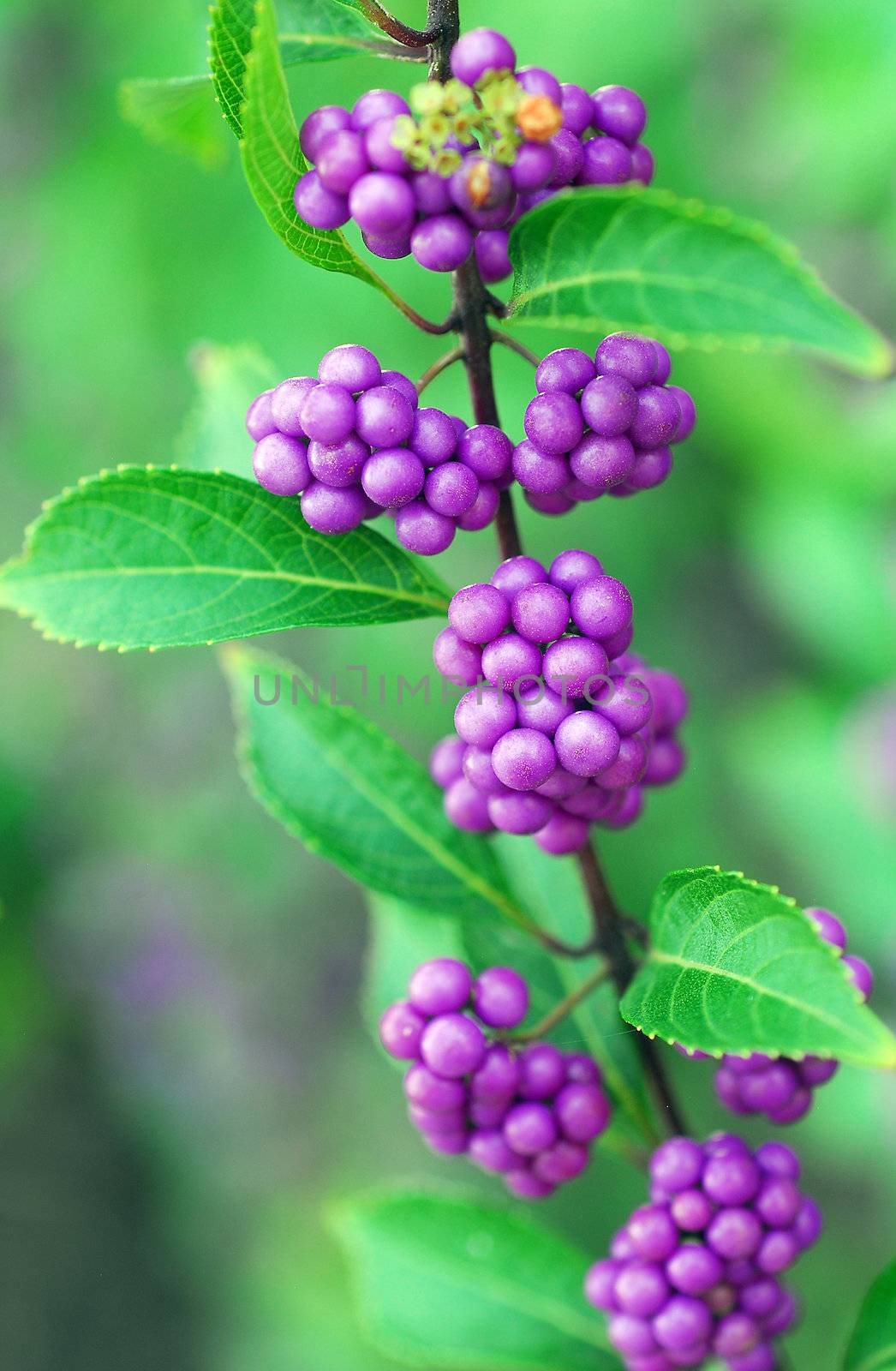 purple beautyberry Callicarpa fruit by nikonite