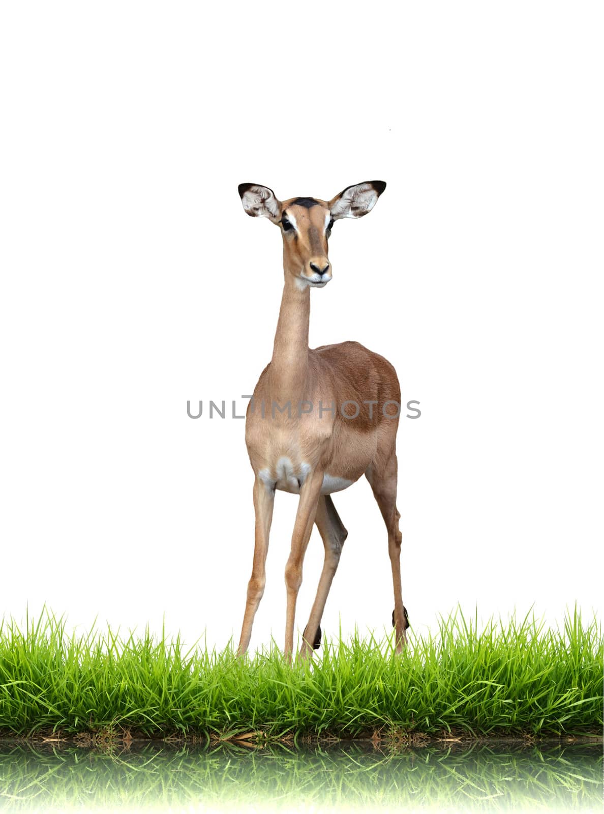 impala with green grass isolated on white background
