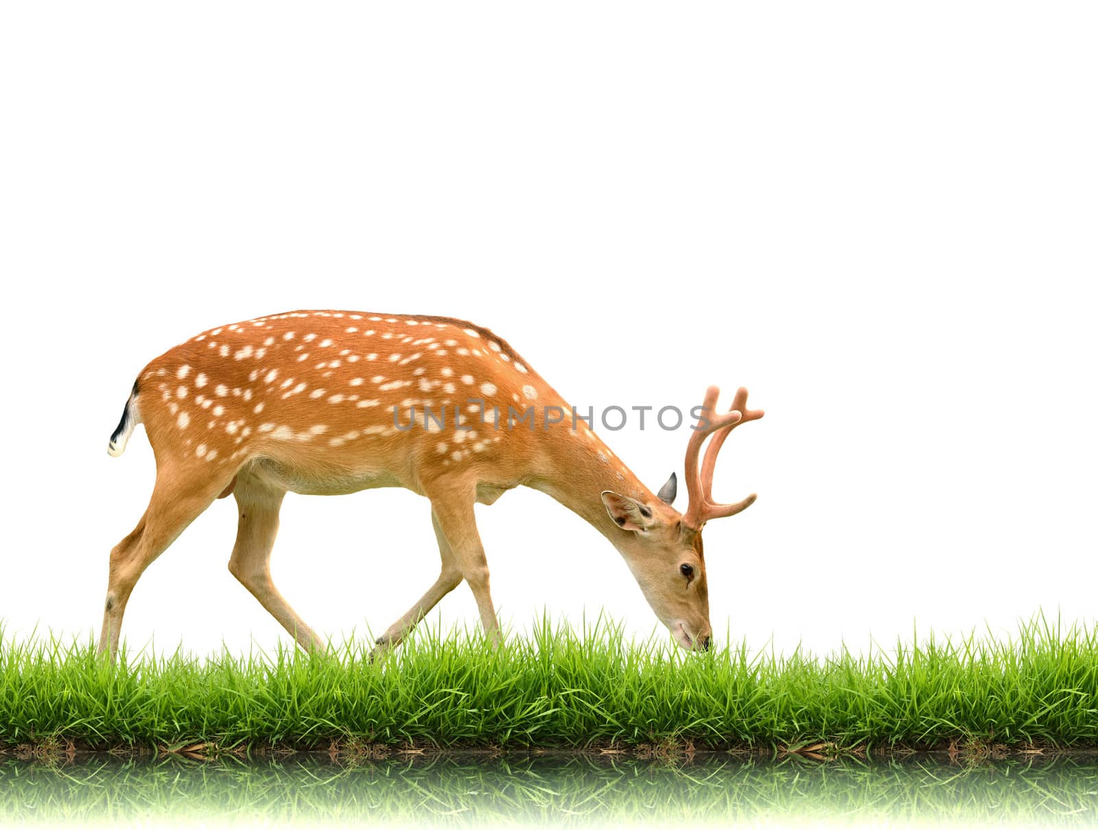 sika deer with green grass isolated on white background