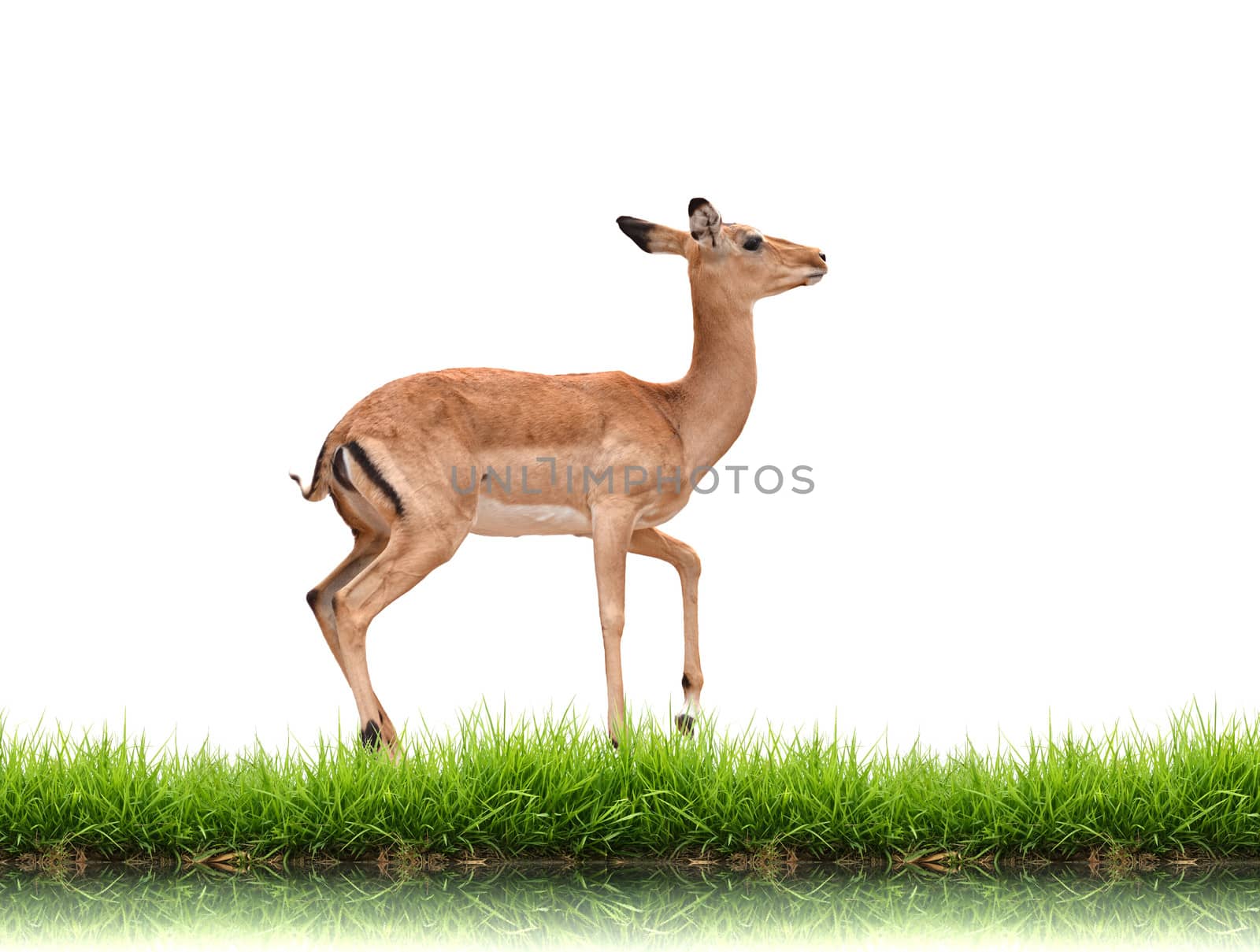impala with green grass isolated on white background