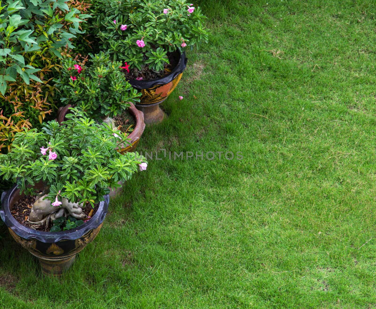 Garden with grass growing and decor flower