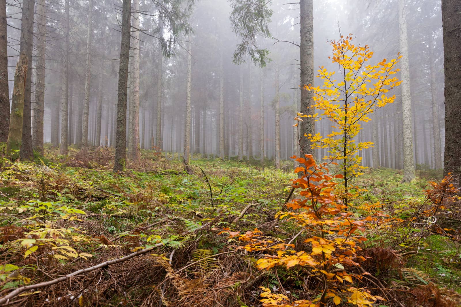 Wet and foggy peaceful fall day in the forest with tall old coniferous trees and partly fall-colored underbrush