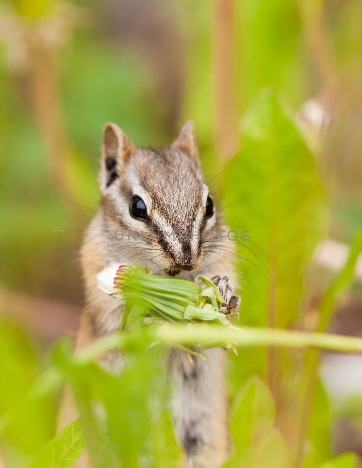 Cute little Least Chipmunk Tamias minimus foraging between green plants for dandelion buds