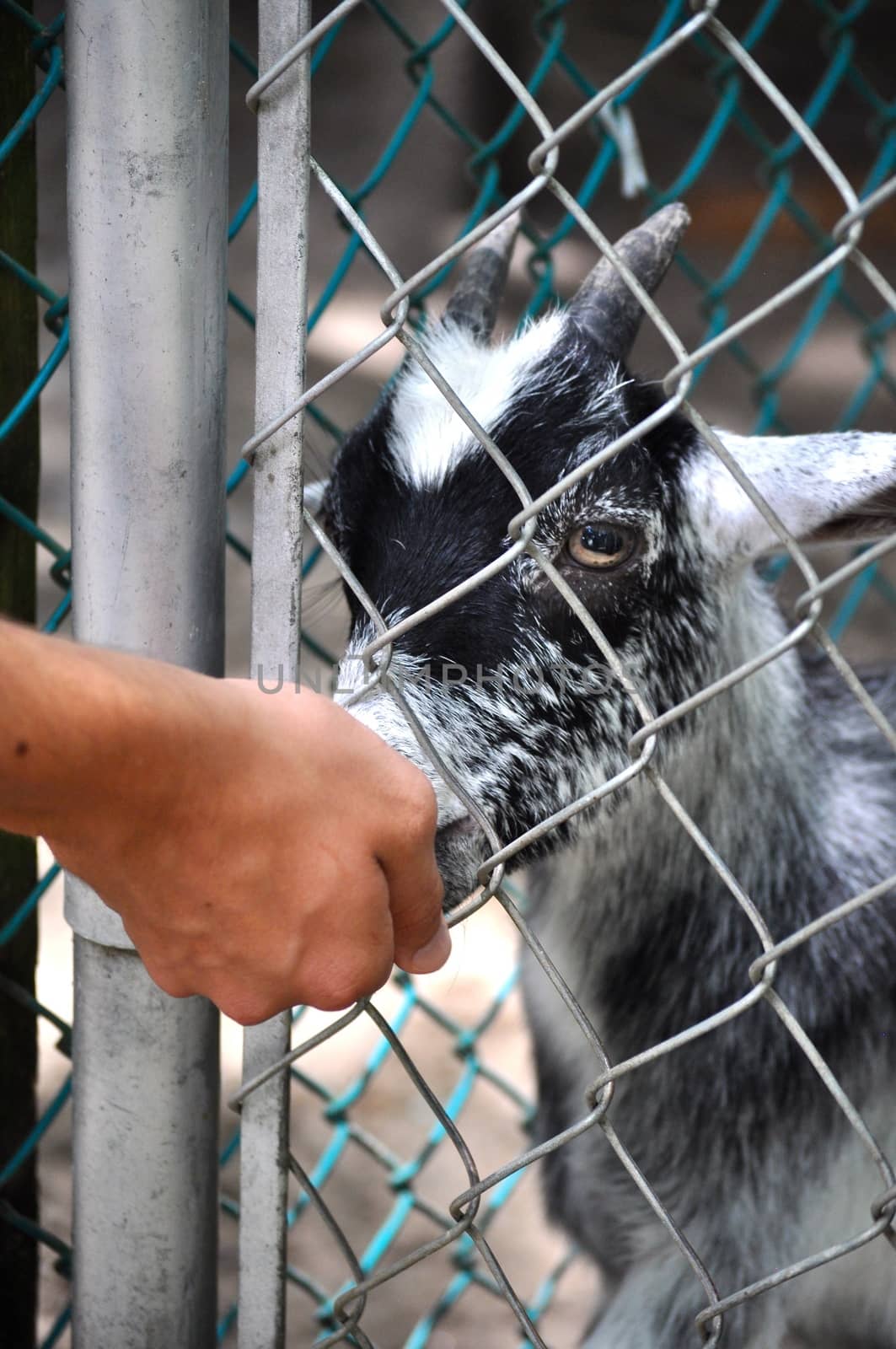 Goat eats through fence by RefocusPhoto