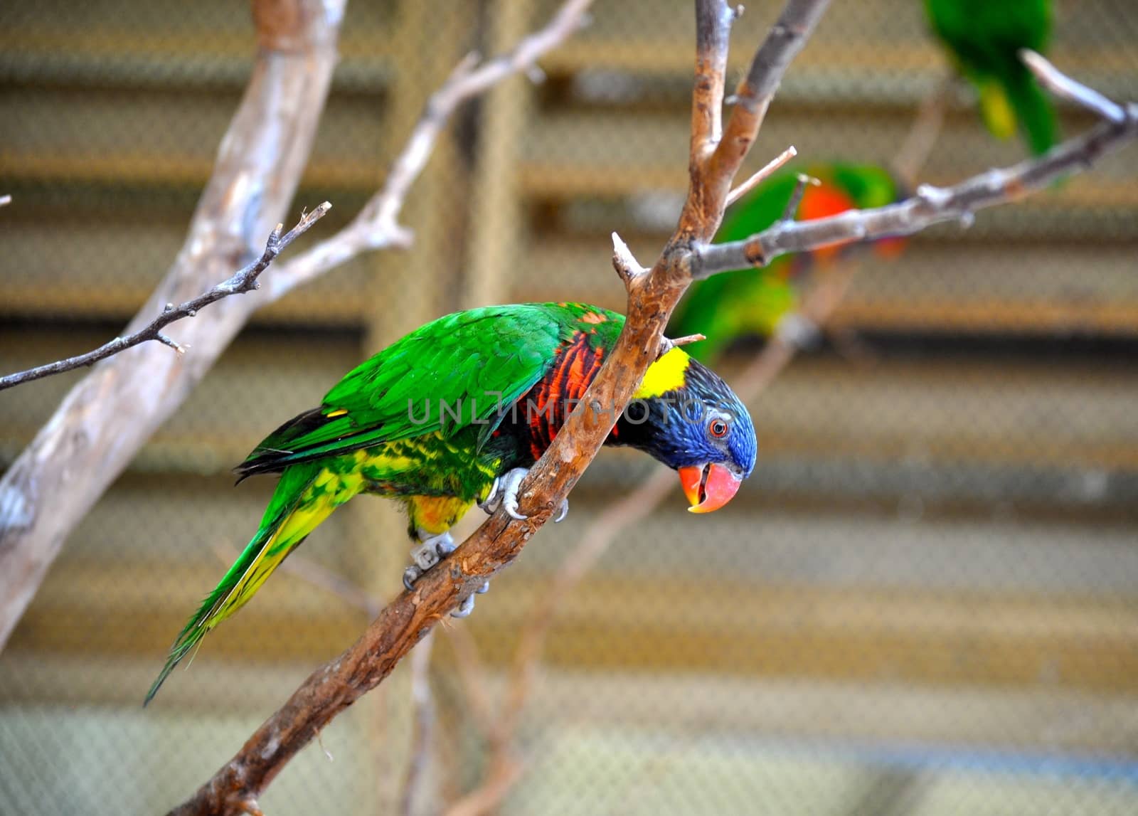 Parakeet on branch by RefocusPhoto