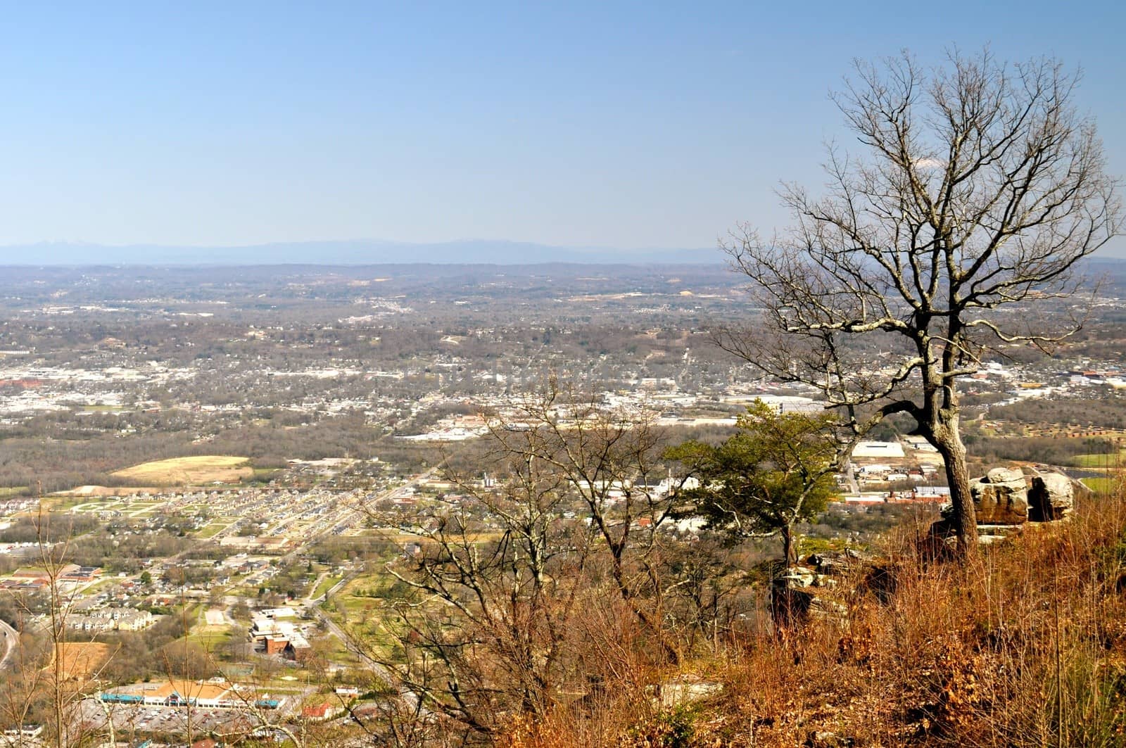 Tree on hill overlooks Chattanooga
