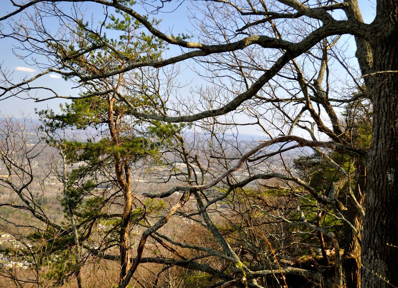 Tree Branches hovers over the city
