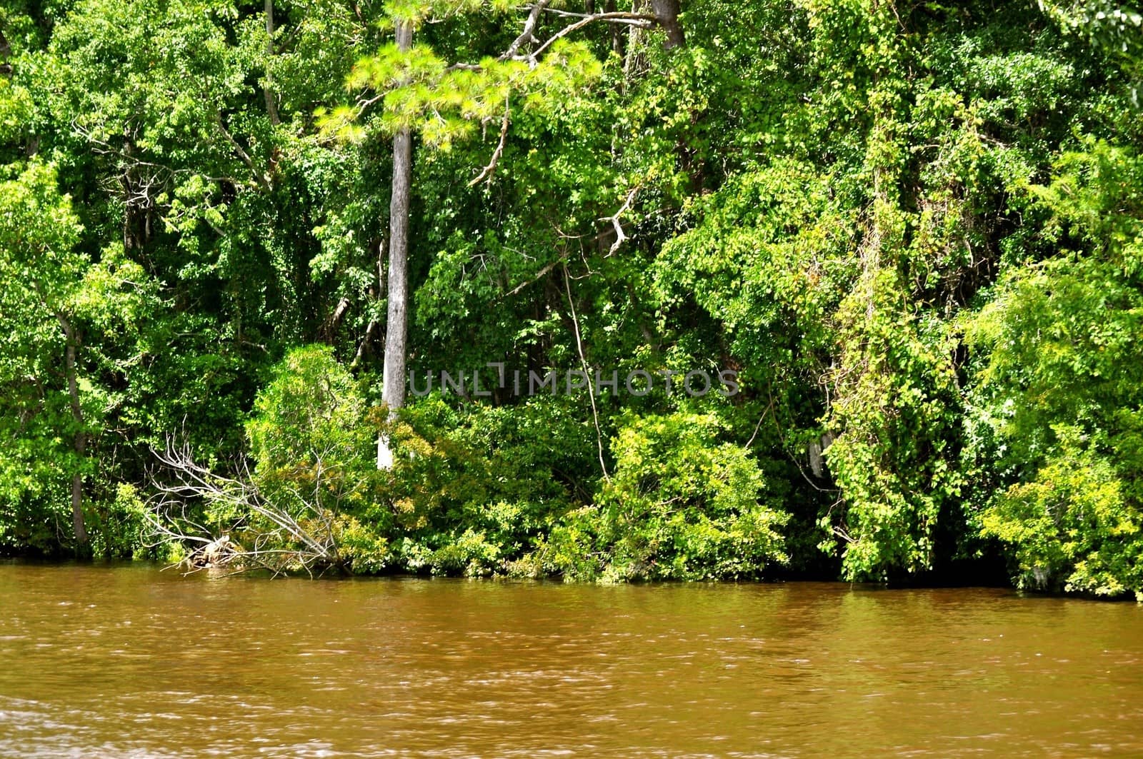 Waccamaw River - South Carolina