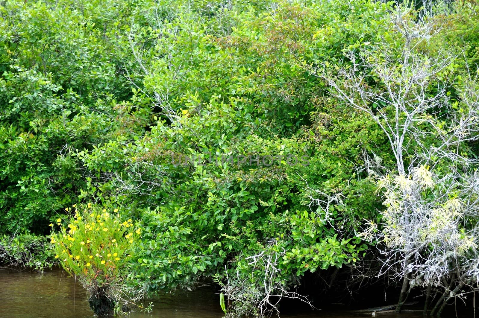 Waccamaw River Trees